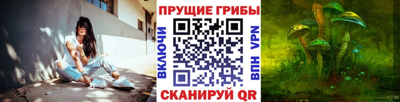 Купить закладки  Щёкино  Псилоцибиновые грибы Psilocybine cubensis 